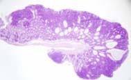 Tumors/mouse (smll intestine) 7 3 TA;Ap +/min CnB T7 ;Ap +/min