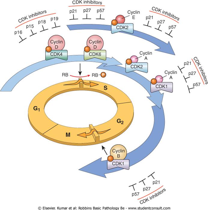The cell cycle is regulated by subsequent activity of digìfferent complexes I (CYC-CDK) and by CHECKPOINTs attacco dei cromosomi
