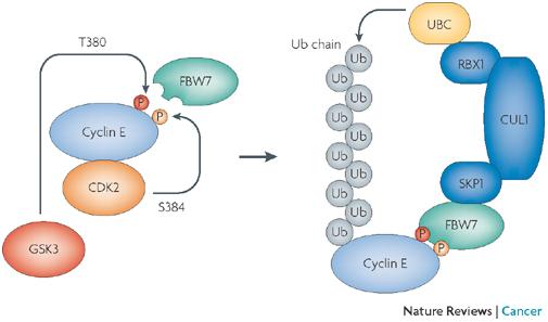 Cyclins are short-life proteins which are degraded through the ubiquitin pthway