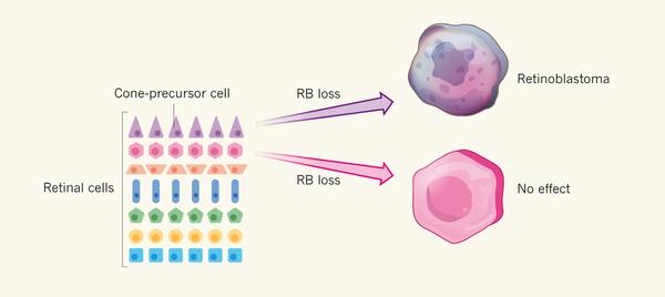 THE ORIGIN OF RETINOBLASTOMA Human retinal progenitor cells give rise to seven distinct cell types.
