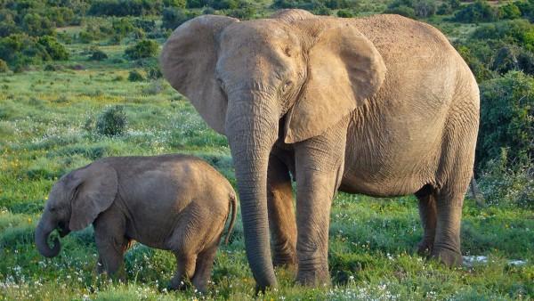 The chance to get cancer increases with age. So, why elephants do not get cancer?