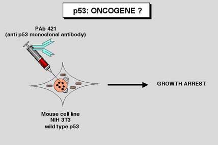 p53 was First Characterized as an Oncogene Disruption of p53 function by Microinjection of p53 antibody causes cell cycle arrest p53