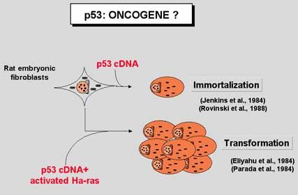 p53 was First Characterized as an Oncogene p53 cdna can immortalize Rat Embryonic Fibroblasts From
