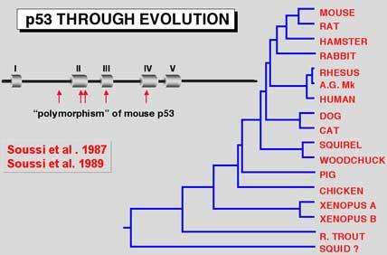 Evidence that p53 is a Tumor Supppressor Polymorphisms in mouse p53 lie in regions that are conserved among all vertebrates, and must therefore be p53 mutations True