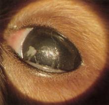 Kerato-Conjunctivitis Sicca or Dry Eye Keratoconjunctivitis sicca, usually abbreviated to KCS, is a condition of the eye, where insufficient tears are produced.