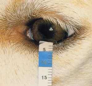 However, as these symptoms can resemble simple conjunctivitis, to be sure of KCS, the dog s tear flow has to be measured. This is done by the Schirmer Tear Test, and takes just one minute!