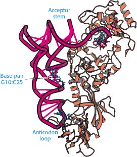 aminoacyl-trna charging Require anticodon for proper recognition Often recognize only