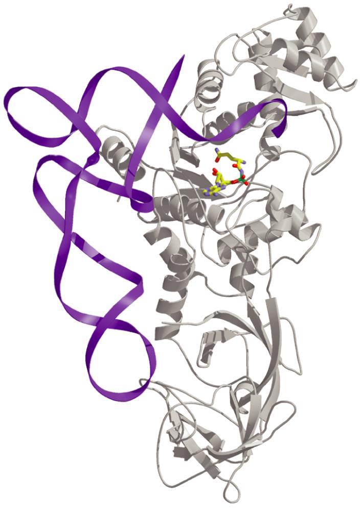 aminoacyl-trna charging acceptor discriminator stem base 3 acceptor end 5 anticodon stem anticodon loop Highly specific elements
