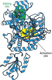 amino acid between activation site and