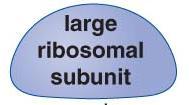 The Ribosome The ribosome is composed of two subassemblies of RNA and protein known as the large and small subunits.