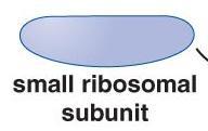 The small subunit contains the DECODING CENTER in which charged trnas read or decode the codon units of the mrna.