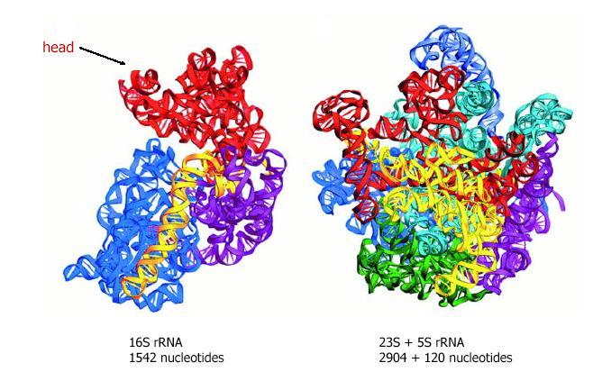 The Ribosome Three-dimensional fold of rrna in