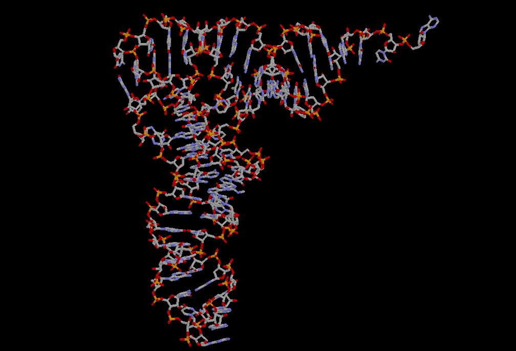 Transfer RNA in the ribosome CCA acceptor