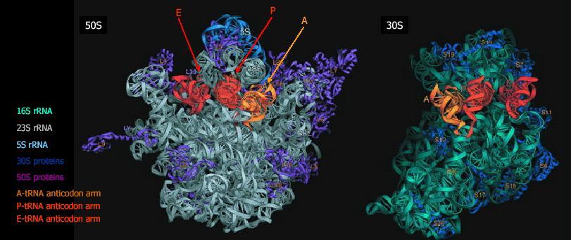 The Ribosome X-ray structure: trna binding sites peptidyl transferase center Ribosomal subunits in the X-ray structure of the T.