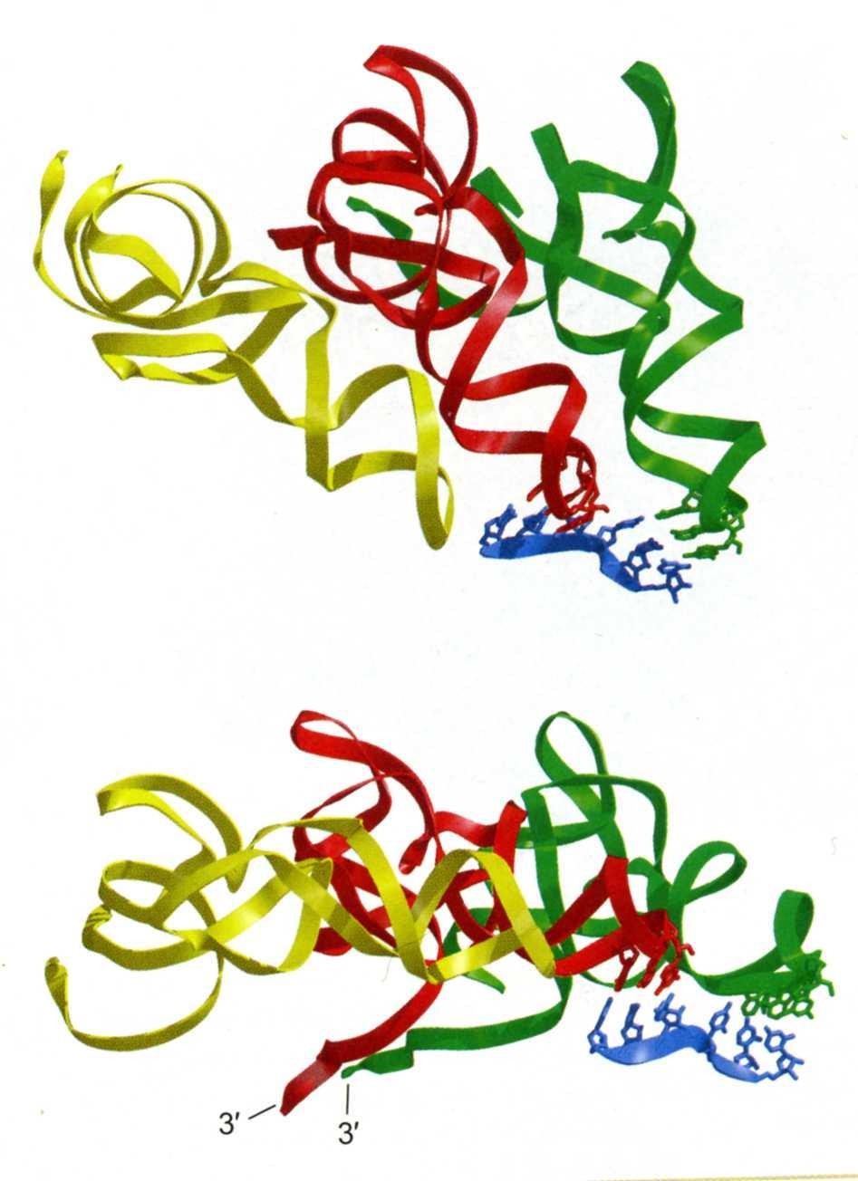 The Ribosome Interaction between A-site and P-site trnas and mrna