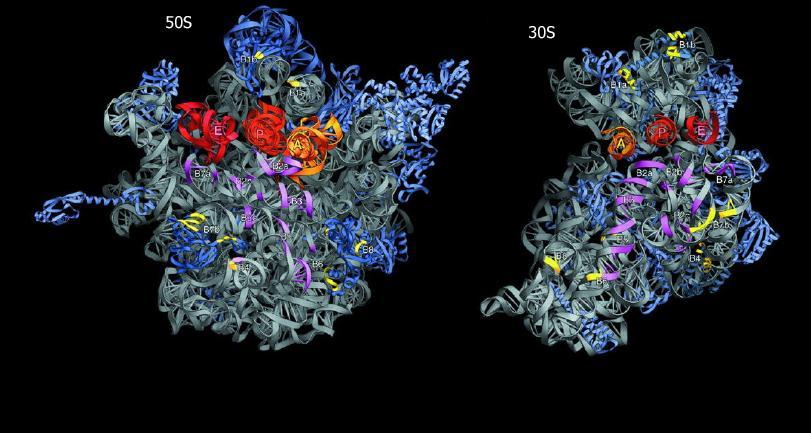 The Ribosome 12 intersubunit contacts hold together the 70S