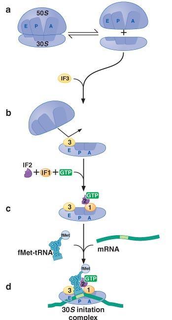 Initiation prokaryotes IF3 promotes the dissociation of the ribosome and occupies eventual E site IF1 binds near the A site and blocks it IF2(GTP) binds to IF1 and reaches