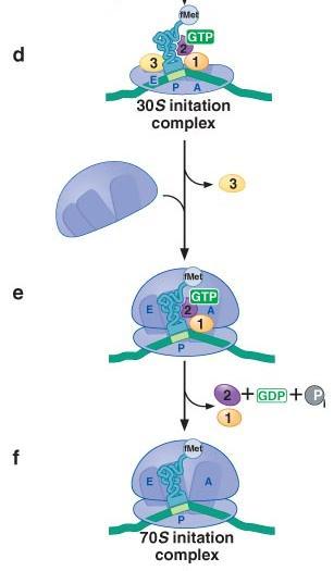 Initiation Codon-anticodon interaction occurs resulting in conformational changes in the small subunit 50S ribosomal