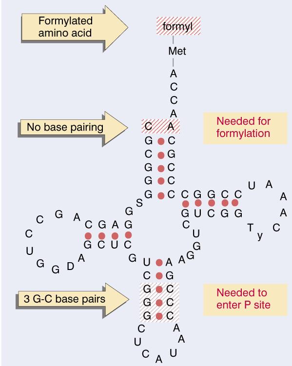 fmet-trna trna f Met is structurally different from the "regular" trna Met fmet-trna has unique features that distinguish it as the initiator RNA