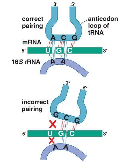 In addition to codon-anticodon interaction, adenines in 16S rrna form tight interaction with minor groove of codon-anticodon