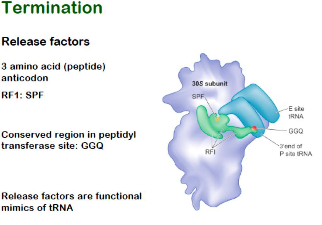 Release factors Class Class I I 3 amino acid (peptide) anticodon RF1: SPF peptide anticodon RF2: PAT peptide close anticodon to decoding center