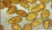 percent germination of urediniospores is