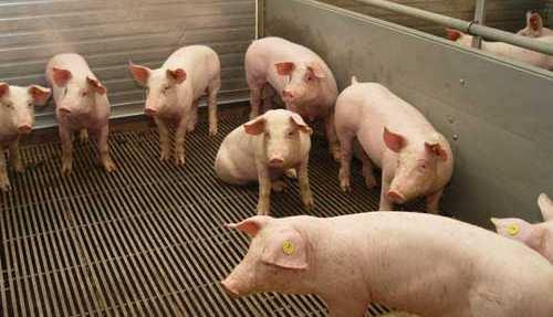 Conventional feed Welfare low Organic or Free range: Pigs