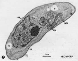 refractory protozoan diseases Identified in 1988 Neospora caninum is an