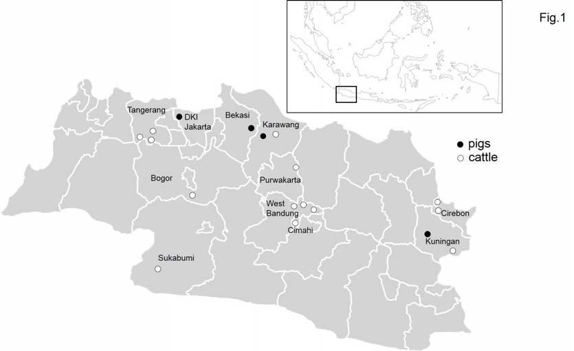 Case study in Indonesia Seroprevalence of antibody against Toxoplasma gondii in livestock animals from the west part of Java, Indonesia ELISA based on TgGRA7 Sample number: 598 (cattle) 205 (pig)