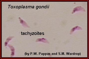Morphology Trophozoite The intracellular parasites (tachyzoite) are 3x6µm, crescent shaped
