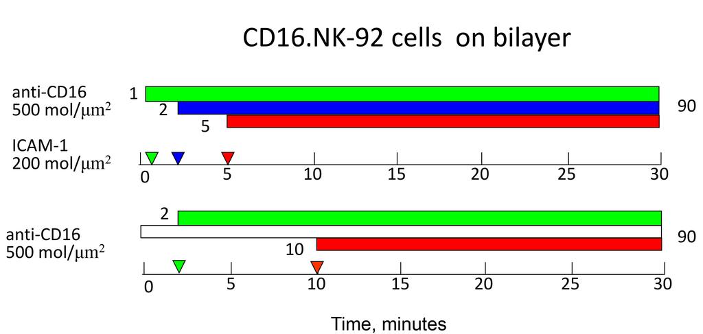 Figure S6. Effect of integrin engagement on molecular events at the CD16.