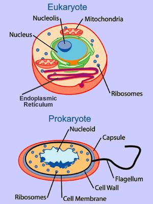 Basic Biological Concepts: The Cell All living things are composed of one or more cells. Cells organize in TISSUES. Tissues organize in ORGANS. Organs and tissues form Organisms.