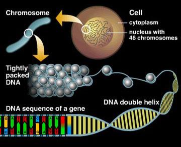 Basic Biological Concepts: The Genome The DNA makes up the chromosomes of the cell and carries all of the functional encoding information of the cell or organism