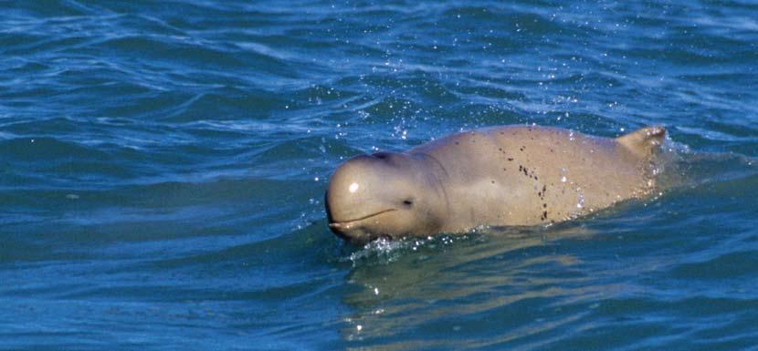 The Australian snubfin dolphin (Orcaella heinsohni) was only recently described as a new species 1 and recent genetic studies also suggest that Australian populations of Indo-Pacific humpback dolphin