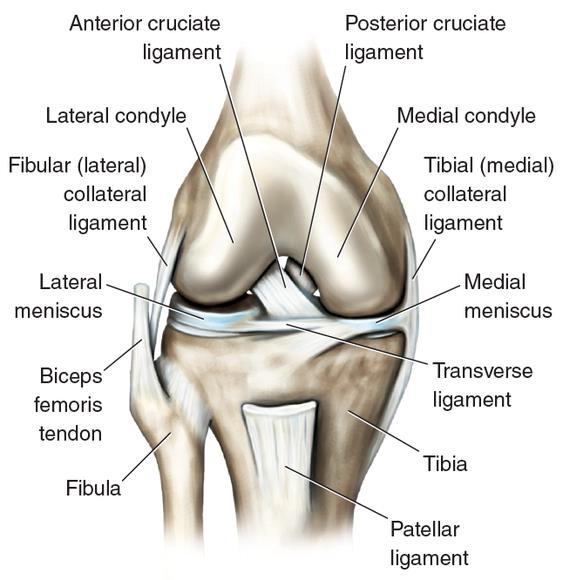 Acute on the Field Injuries Cruciate ligament injury (ACL/PCL) Collateral ligament injury (MCL/LCL) Meniscal injury