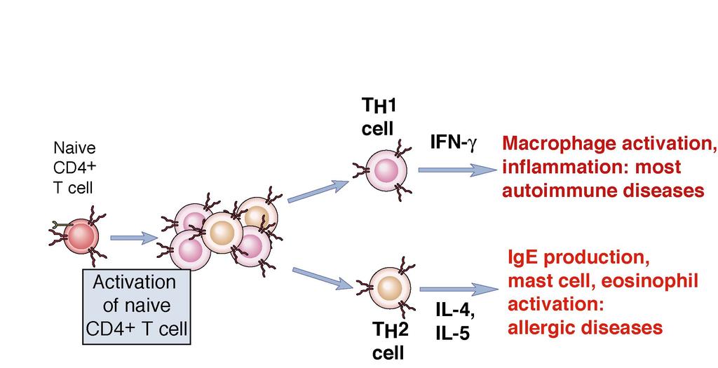 Effector mechanisms in immunity