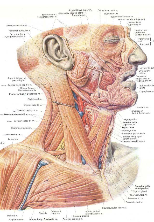 Structures to avoid Brachial plexus Carotid sheath Greater occipital nerve