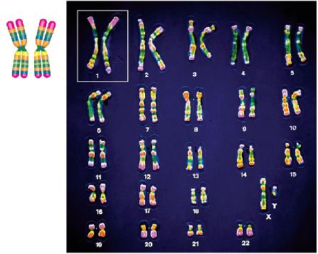 WORDS (AND CONCEPTS) TO KNOW Human somatic cells have chromosomes (replicated) homologous chromosomes = two