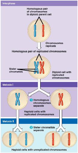 Meiosis overview The problem (Why Meiosis?