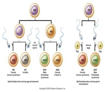 1) Nondisjunction of sex chromosomes in meiosis. = failure of sex chromosomes to separate during egg & sperm production. > May affect as many as 25% of all ova and 2% of all sperm! (http://www.uic.