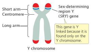 Human development Y chromosome required for development of testes Embryo gonads indifferent