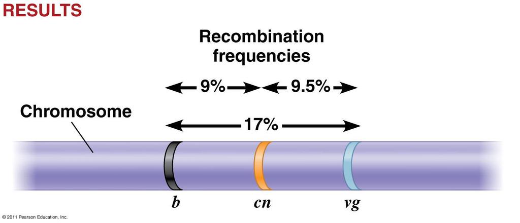 Linkage Map: genetic map that is based on % of cross-over events 1 map unit = 1% recombination frequency Express