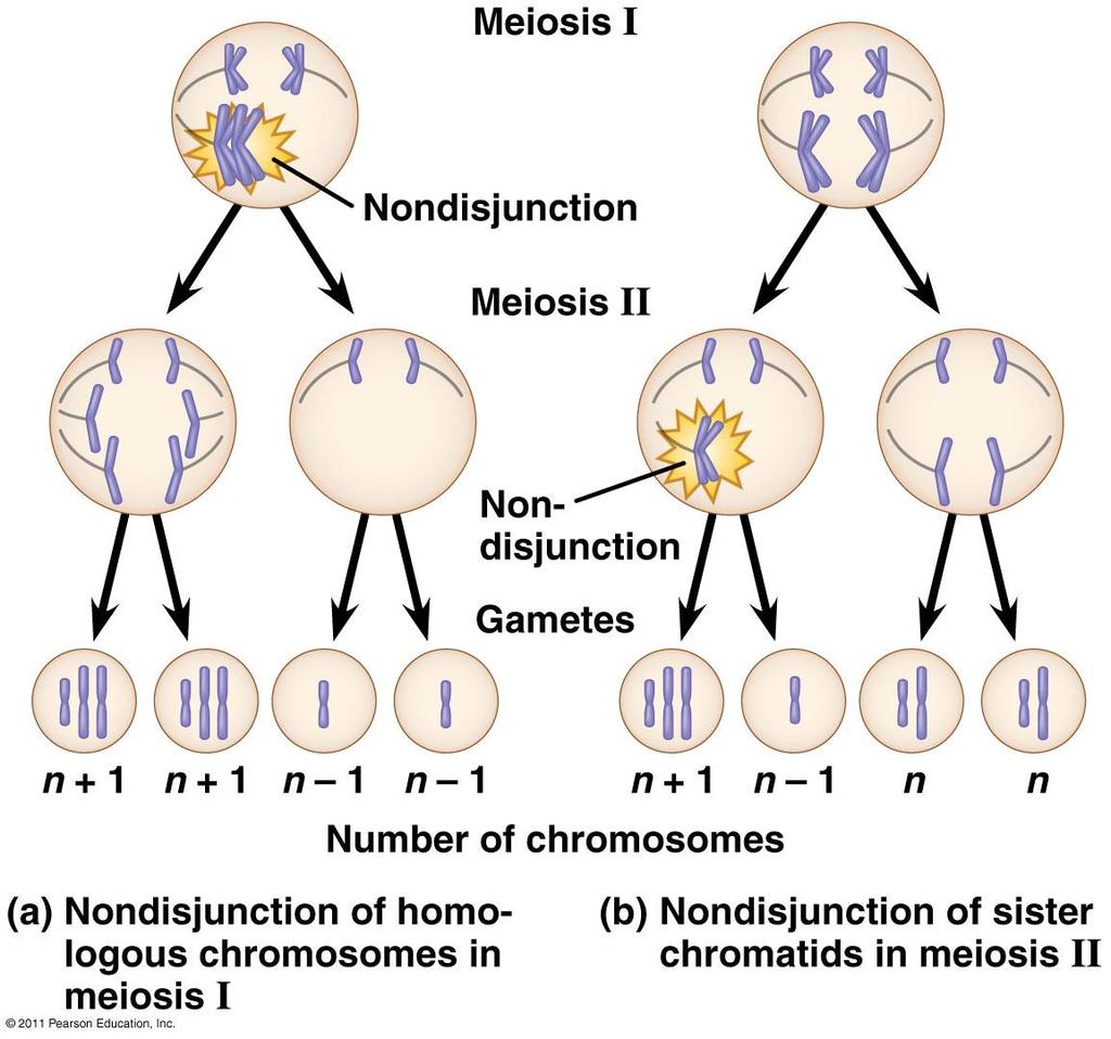 Nondisjunction: chromosomes fail to