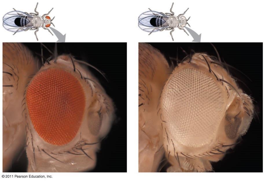 Thomas Hunt Morgan Drosophila melanogaster fruit fly Fast breeding, 4 prs.