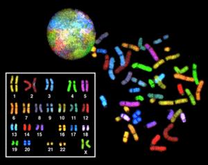 What are chromosomes? Humans have 23 pairs of chromosomes, with one chromosome from each parent. The chromosomes are coiled up DNA.