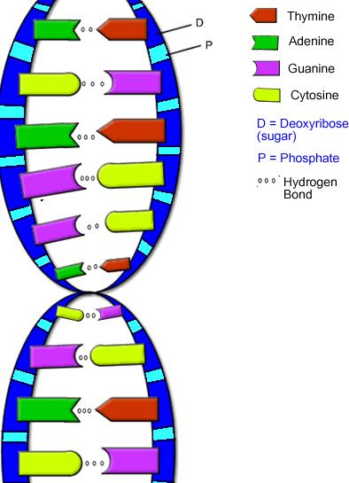 Cause of Cystic Fibrosis (CF) The CFTR gene is mutated 3 base pairs are