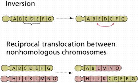 Chromosomal Inversion a segment of genes flip end-to-end on the chromosome