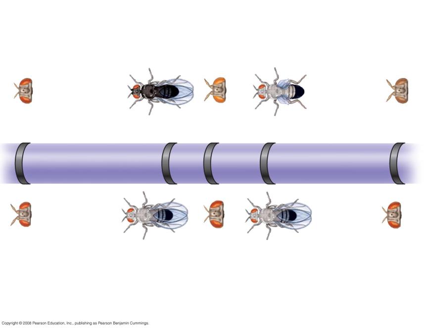 maps of fruit fly genes Chromosomal banding 0 48.5 57.5 67.0 104.
