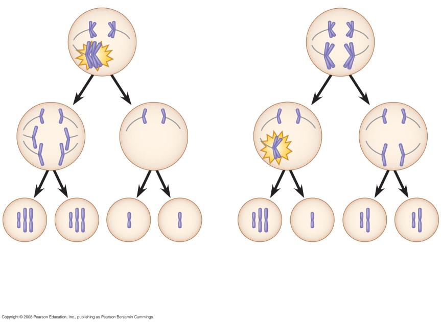 Fig. 15-13-3 Meiosis I Meiosis II Gametes Abnormal Chromosome Number Aneuploidy results from the