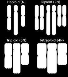 complete sets of chromosomes Triploidy (3n) is three sets of chromosomes Tetraploidy (4n) is four